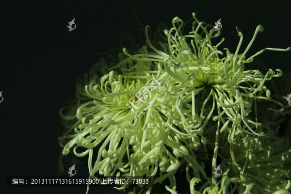 菊花,,絲菊,,黃色菊花