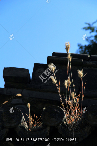 墻頭草