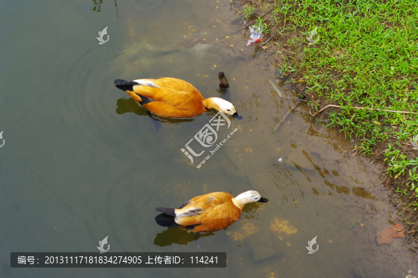 一對(duì)赤麻鴨