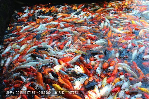 錦鯉魚池