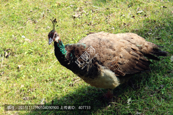 母孔雀