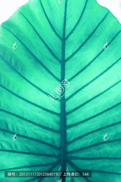 植物葉脈