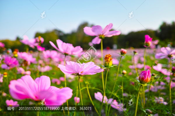 波斯菊