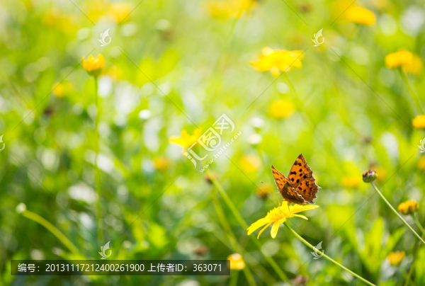 蝴蝶和花