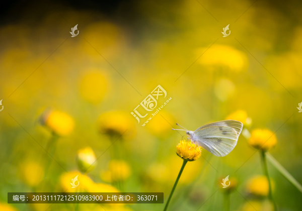 蝴蝶和花