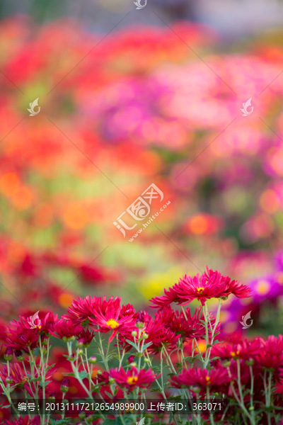 奧森菊花
