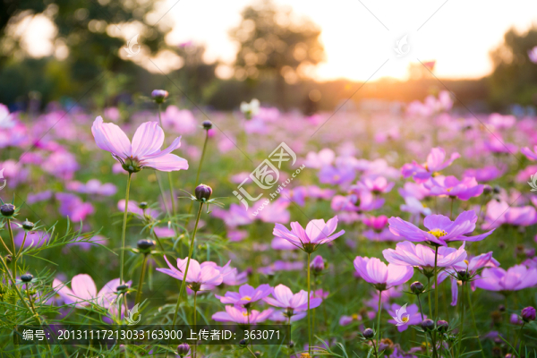 夕陽下的波斯菊