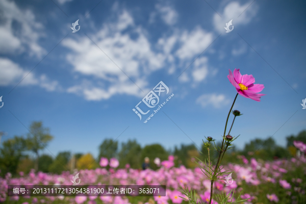 波斯菊