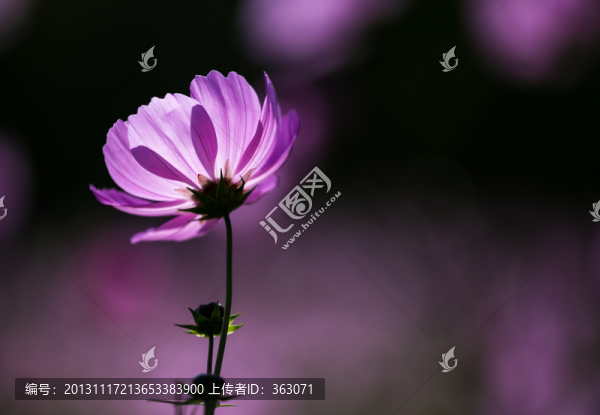 波斯菊
