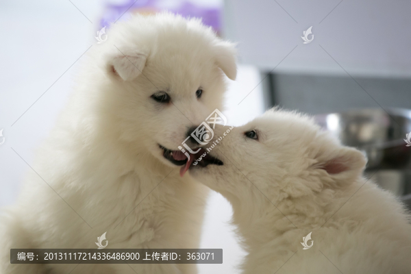 兩只小薩摩耶