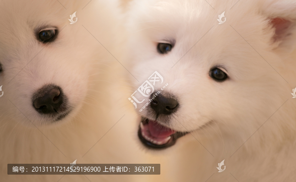 兩只小薩摩耶