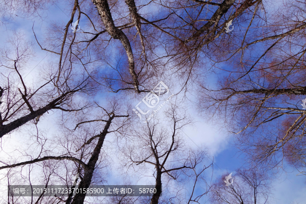 樹林