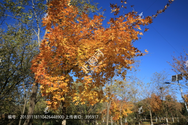 北宮森林公園的紅葉