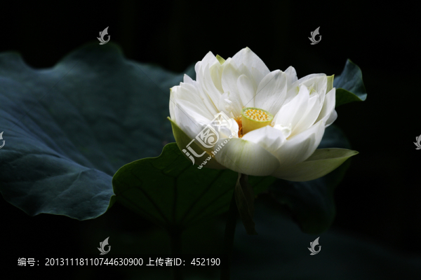 水墨荷花