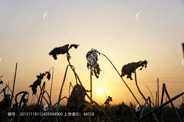 殘荷