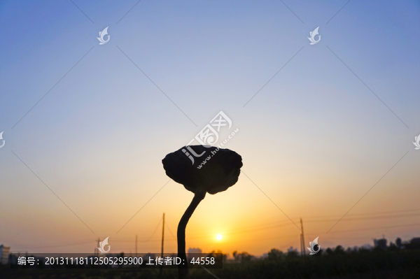 日落