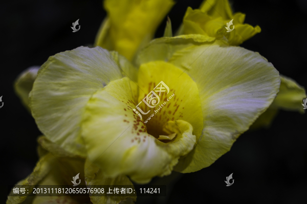 百合花特寫