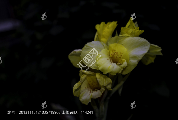 百合特寫
