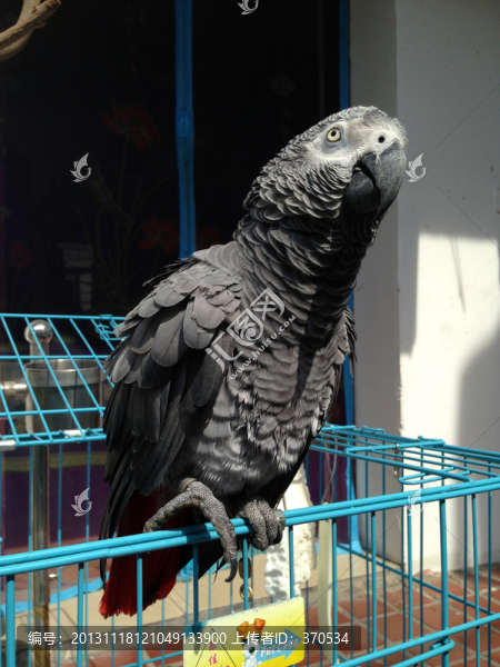 非洲鸚鵡,灰鸚鵡,寵物鳥,鳥類