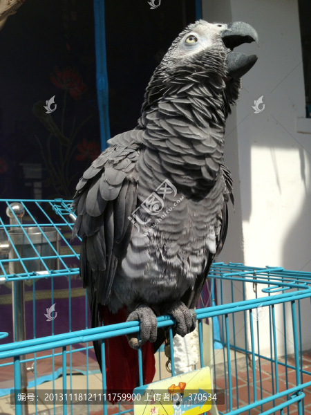 非洲鸚鵡,灰鸚鵡,寵物鳥,鳥類