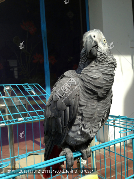 非洲鸚鵡,灰鸚鵡,寵物鳥,鳥類