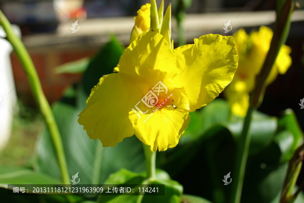 一朵百合花