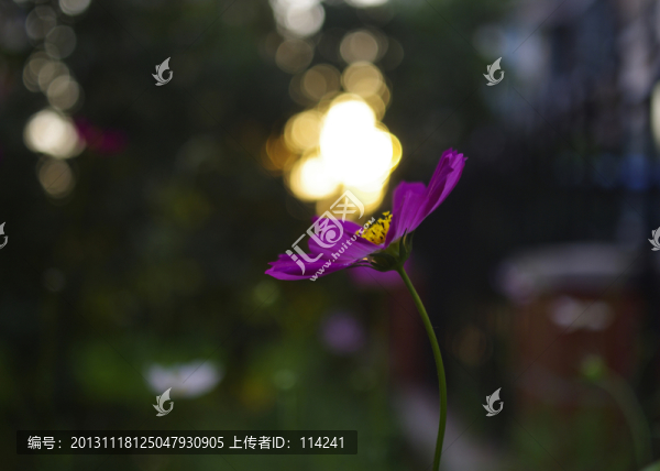 紅色格桑花