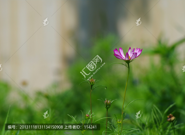 格?；? title=