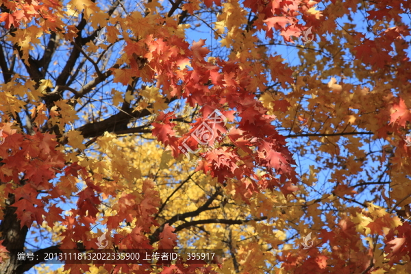 北宮森林公園的紅葉