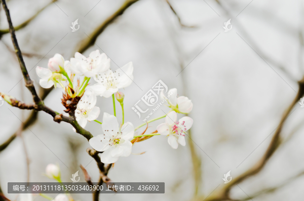梨花