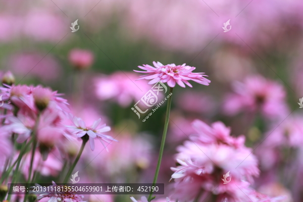 小菊花