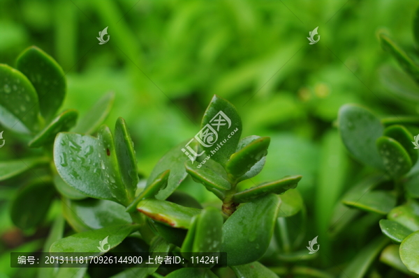 雨后的綠葉
