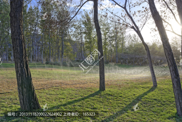 樹林,（高清）