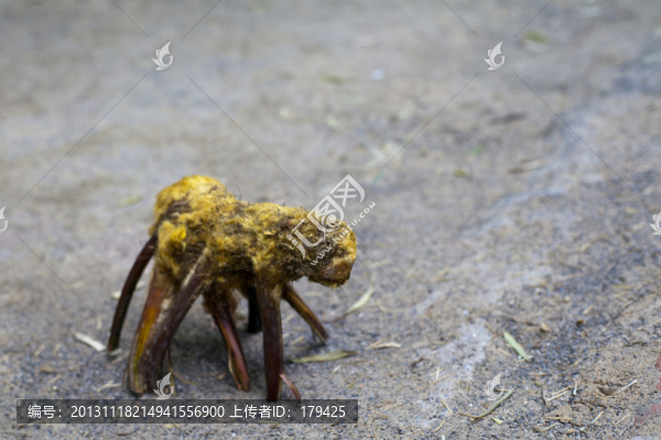 蜀南竹海金毛狗脊