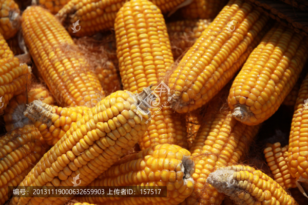 玉米