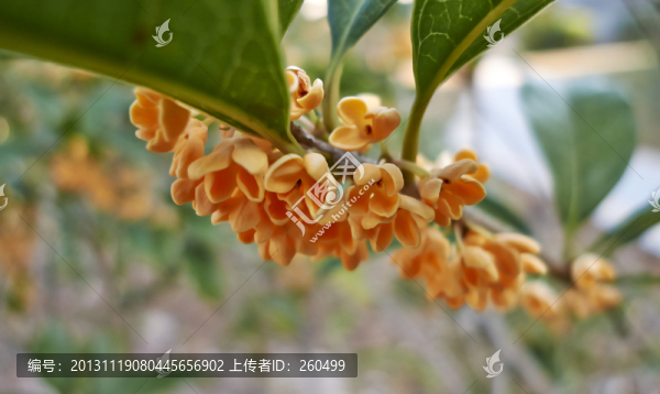 桂花