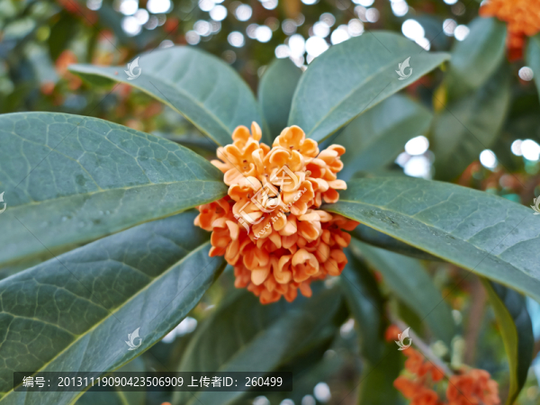 桂花