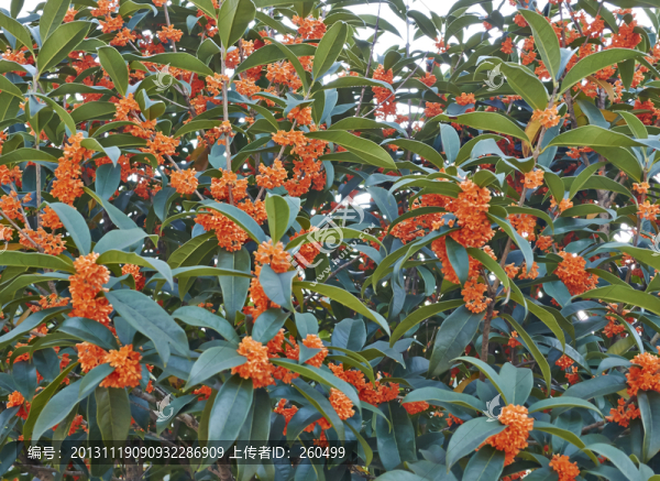 桂花