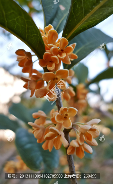 桂花