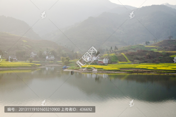 油菜花