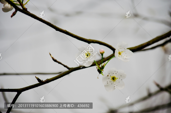 梨花