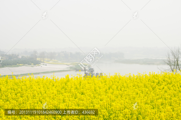 油菜花