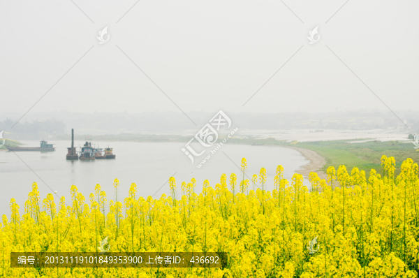 油菜花