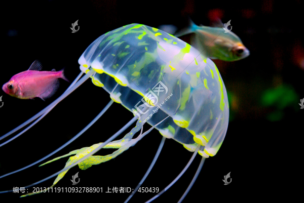 水母
