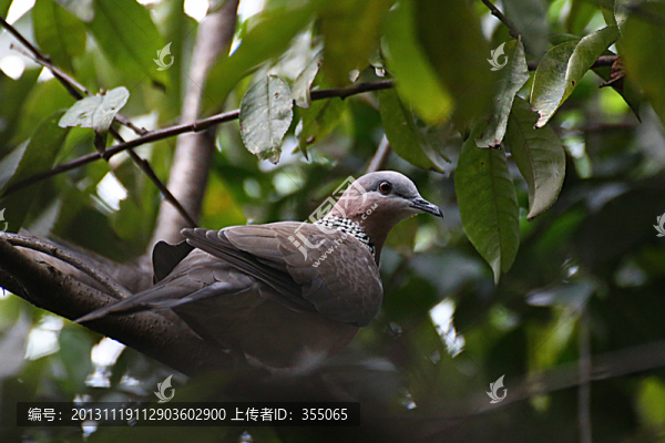 斑鳩