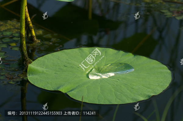 荷葉