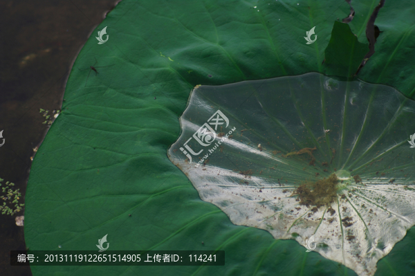 荷葉