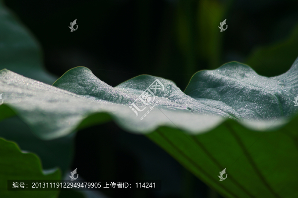 荷葉特寫