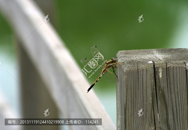 蜻蜓