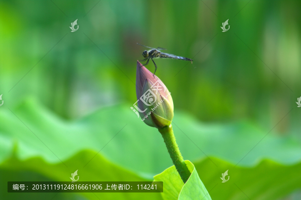 蜻蜓